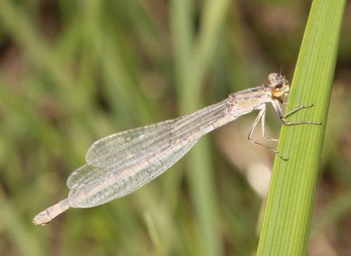 Enallagma cyathigerum